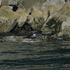 Kenai Fjords National Park / �L�[�i�C�t�B�����h��������