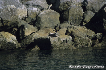 Kenai Fjords National Park / �L�[�i�C�t�B�����h��������