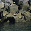 Kenai Fjords National Park / �L�[�i�C�t�B�����h��������