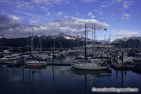 Kenai Fjords National Park / �L�[�i�C�t�B�����h��������