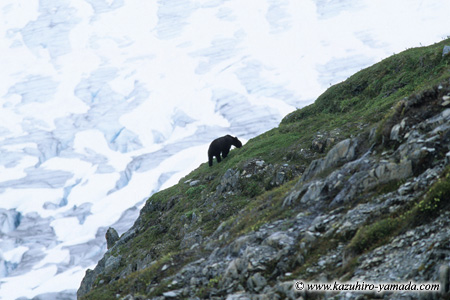 Kenai Fjords National Park / �L�[�i�C�t�B�����h��������
