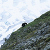Kenai Fjords National Park / �L�[�i�C�t�B�����h��������