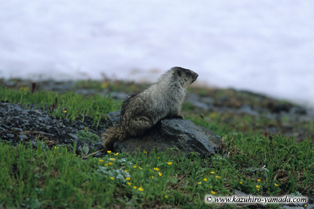 Kenai Fjords National Park / �L�[�i�C�t�B�����h��������