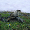 Kenai Fjords National Park / �L�[�i�C�t�B�����h��������