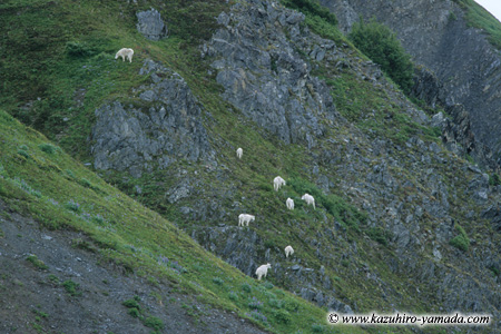 Kenai Fjords National Park / �L�[�i�C�t�B�����h��������