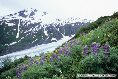 Kenai Fjords National Park / �L�[�i�C�t�B�����h��������