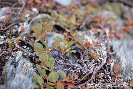 Kenai Fjords National Park / �L�[�i�C�t�B�����h��������