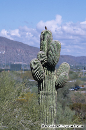 A Bird on the Saguaro / TɎ~܂鏬