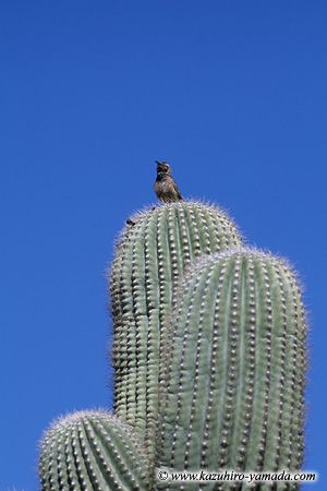 A Gila Woodpecker on the Saguaro / TɎ~܂qEbhybJ[