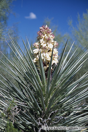 Blooming Yucca / bJ̉