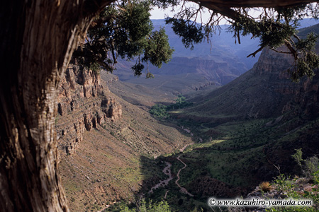 Bright Angel Trail (4) / �u���C�g�G���W�F���g���C��