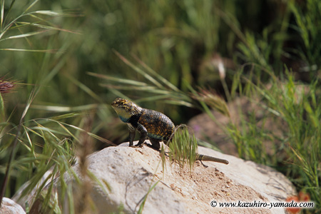 Lizard / �Ƃ���