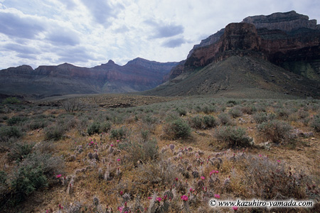 Trail to the Plateau Point (2) / �v���g�[�|�C���g�ւ̃g���C��