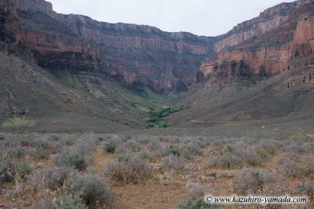 Trail to the Plateau Point (3) / �v���g�[�|�C���g�ւ̃g���C��