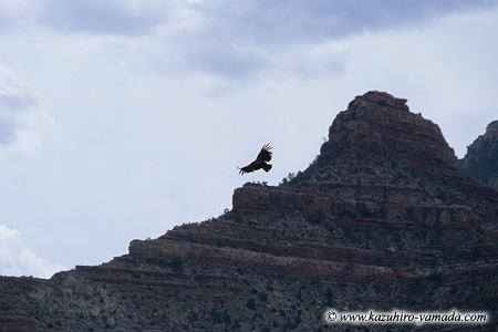 California Condor / �J���t�H���j�A�R���h��
