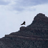 California Condor / JtHjARh