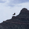 California Condor / �J���t�H���j�A�R���h��