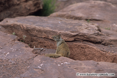 Squirrel / ���X