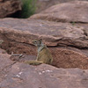 Squirrel / ���X