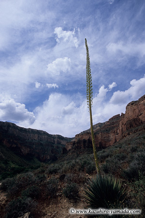 Trail to the Plateau Point (4) / �v���g�[�|�C���g�ւ̃g���C��
