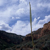 Trail to the Plateau Point (4) / �v���g�[�|�C���g�ւ̃g���C��