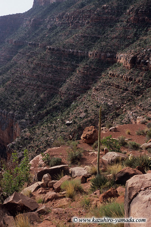 Utah Agave / ���^�A�Q�[��