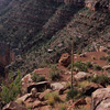 Utah Agave / ���^�A�Q�[��