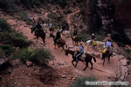 Mule Ride / �~���[���c�A�[