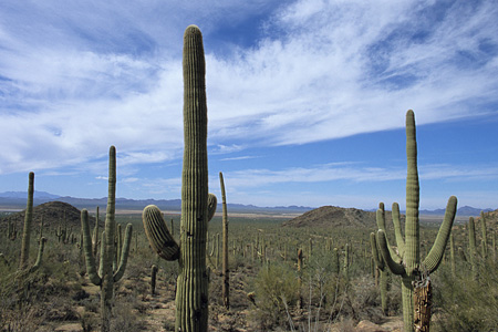 Saguaro National Park / �T������������