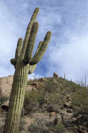 Saguaro National Park / �T������������