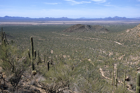 Saguaro National Park / �T������������