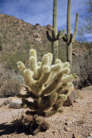 Saguaro National Park / �T������������