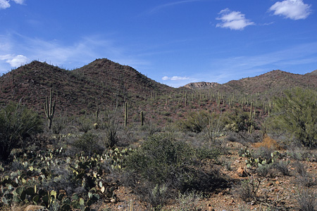 Saguaro National Park / �T������������