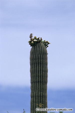 Saguaro National Park / T