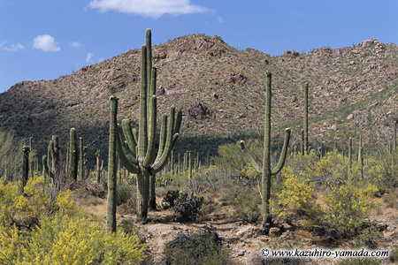 Saguaro National Park / �T������������
