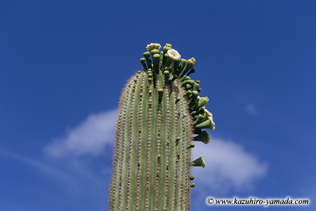 Saguaro National Park / �T������������