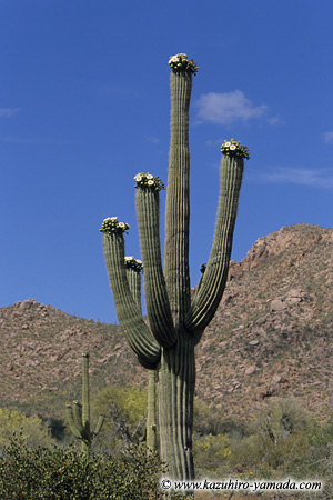 Saguaro National Park / �T������������