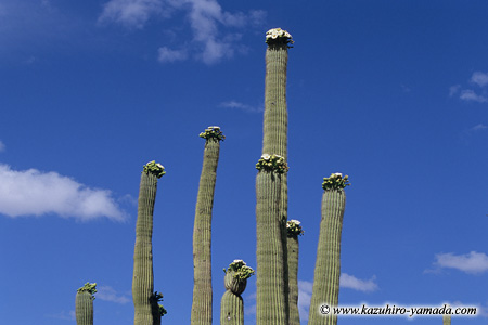 Saguaro National Park / �T������������
