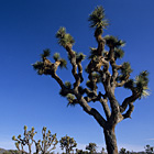 Joshua Tree / �W���V���A�c���[