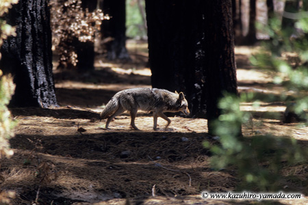 Coyote / �R���[�e