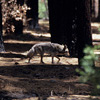 Coyote / �R���[�e