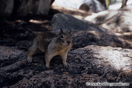 Squirrel (1) / ���X