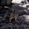 Squirrel (1) / ���X