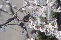 Sakura (Cherry Blossoms) / 