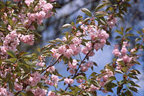 Sakura (Cherry Blossoms) / 