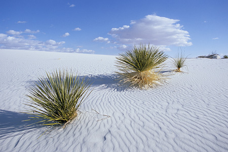 White Sands National Monument / �z���C�g�T���Y�������