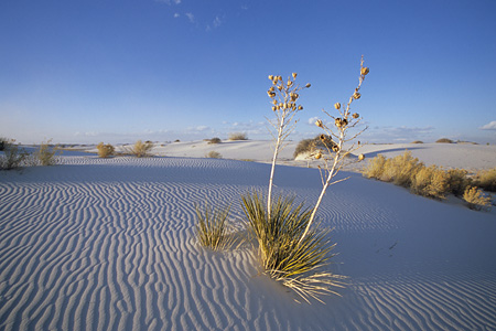 White Sands National Monument / �z���C�g�T���Y�������