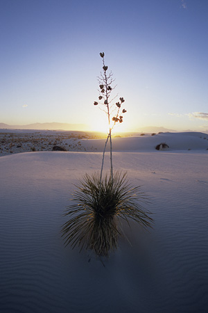 White Sands National Monument / zCgTY