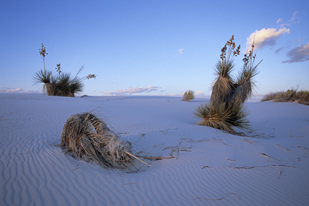 White Sands National Monument / �z���C�g�T���Y�������