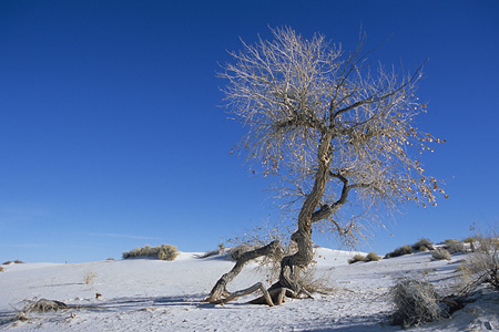 White Sands National Monument / �z���C�g�T���Y�������